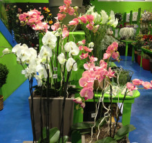 decor (25)